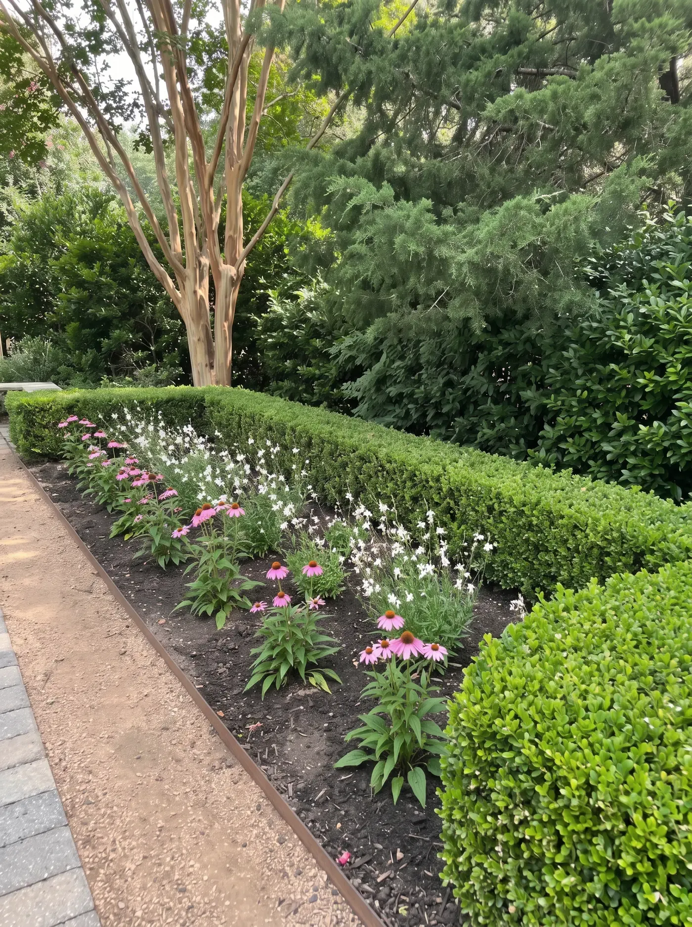 A freshly weeded bed of coneflowers and white gaura with a clean steel edge along a granite path