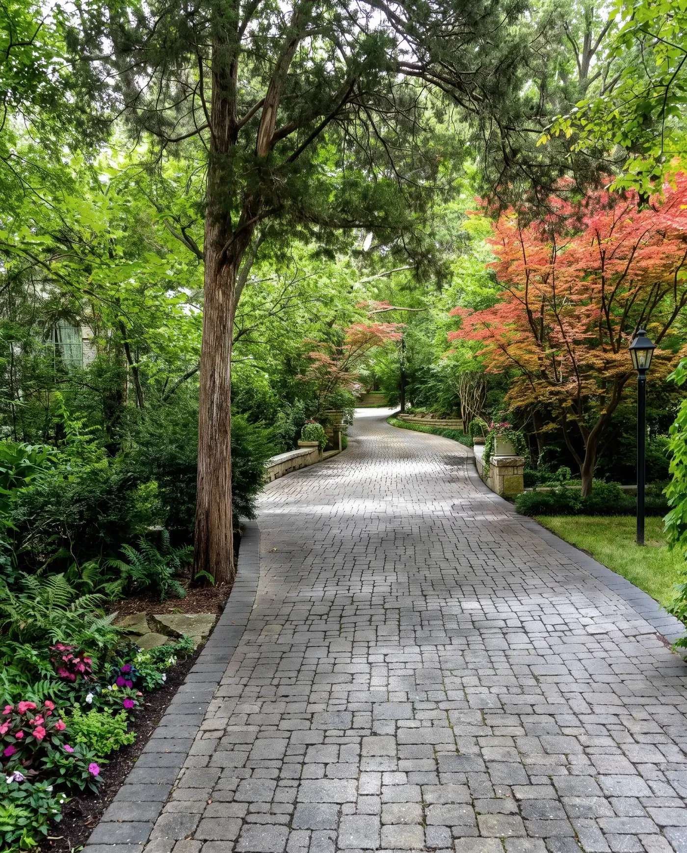 A curving paver drive with a dark border, beneath Japanese maples and mature trees
