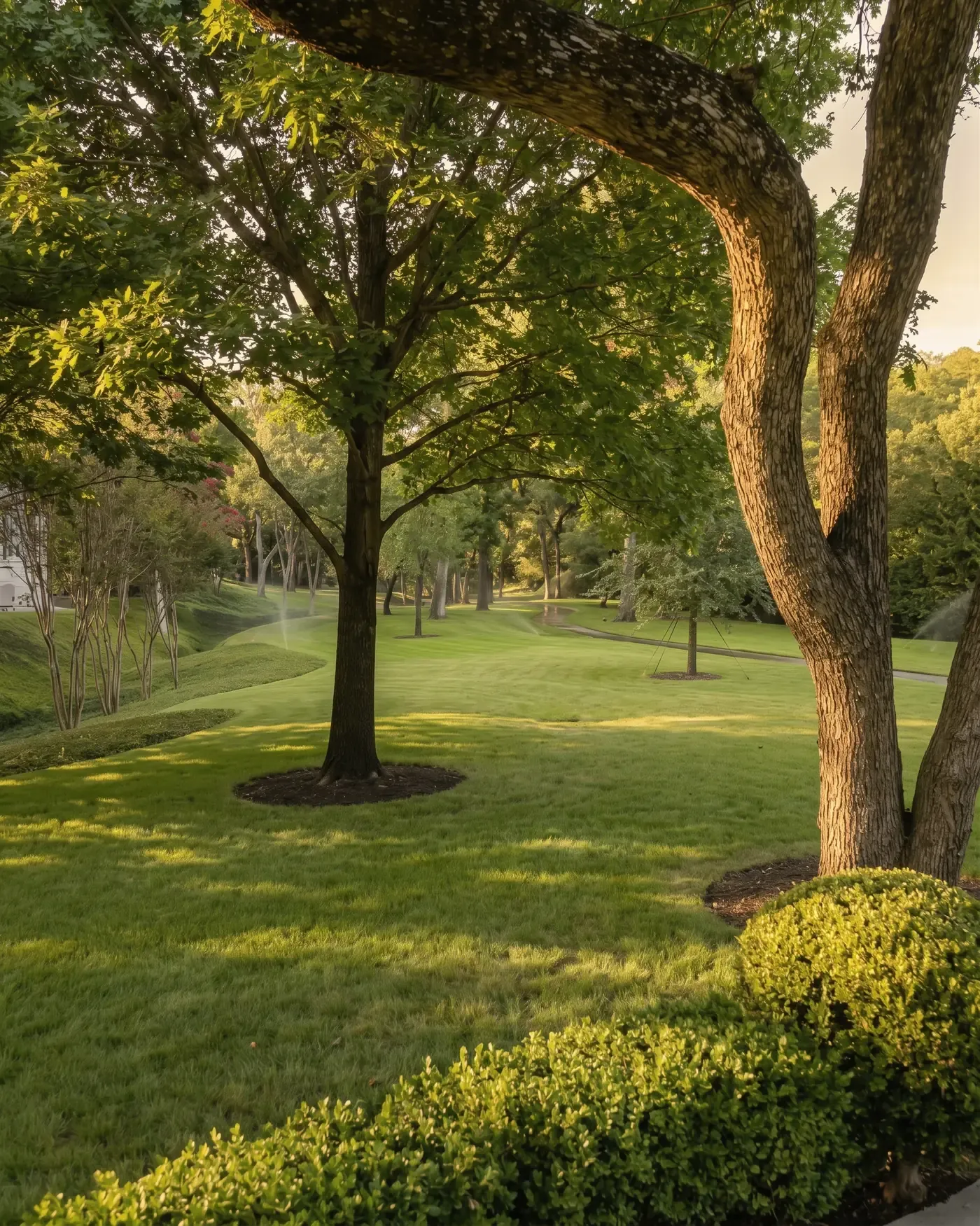 Selectively pruned shade trees with balanced crowns over a lawn, framed by a curving trunk and clipped boxwood