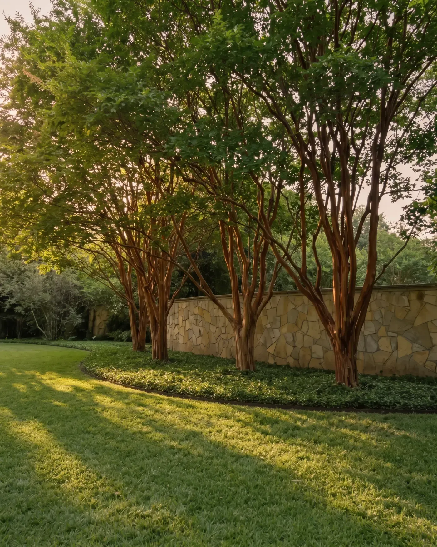 A row of multi-trunk crape myrtles in natural vase form along a stone garden wall