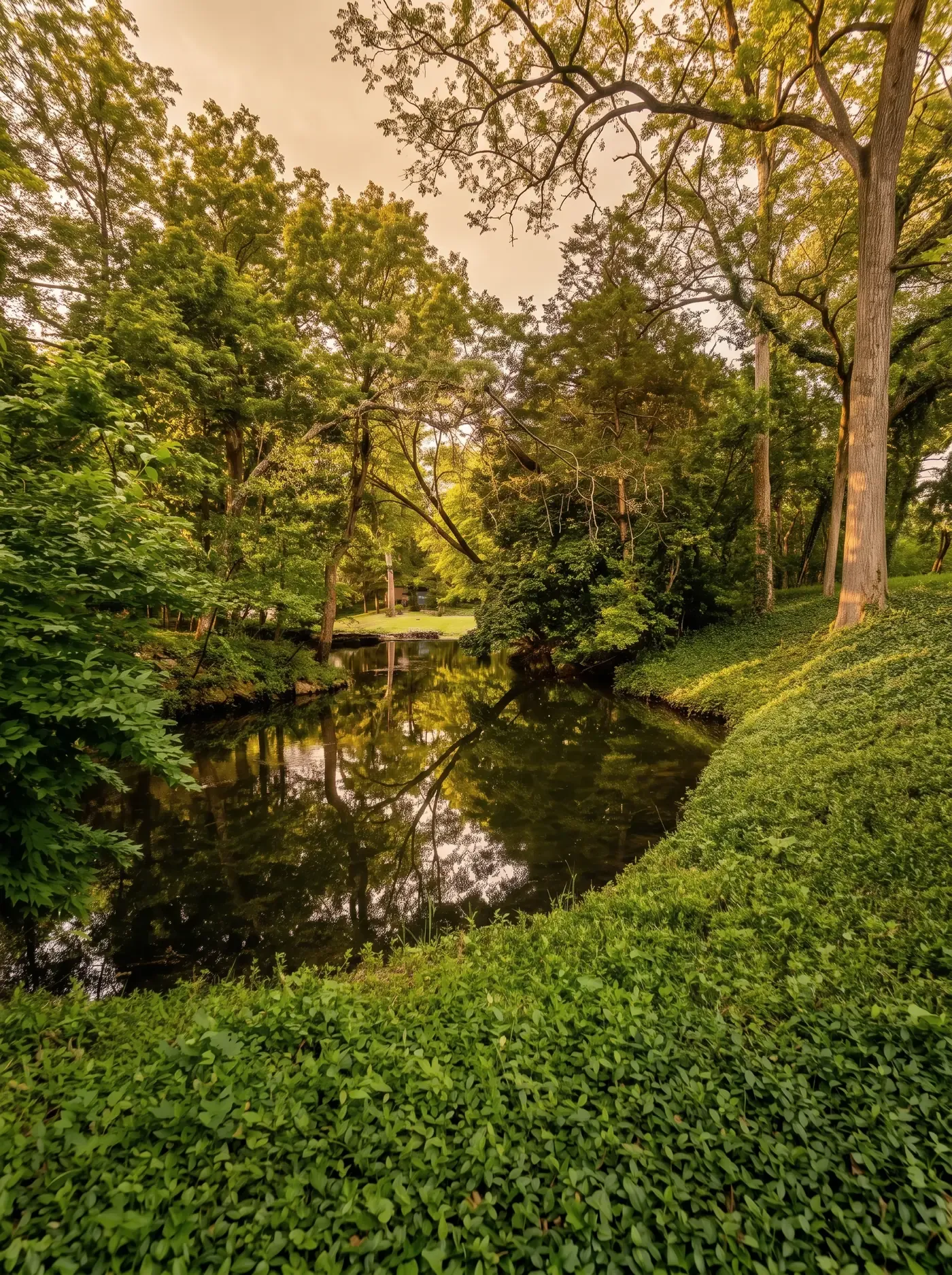 Full, healthy tree canopies reflected in calm water beside a groundcover bank